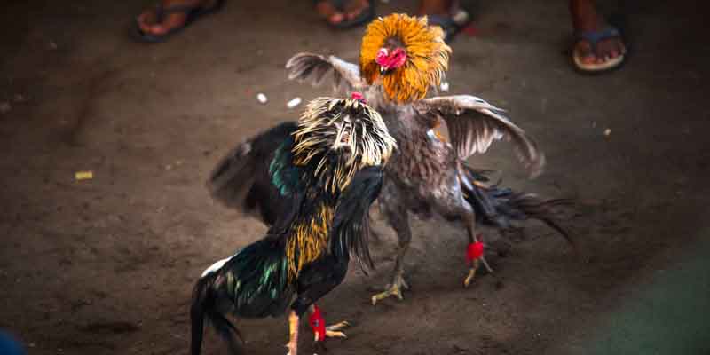 Dấu hiệu nhận biết gà linh kê