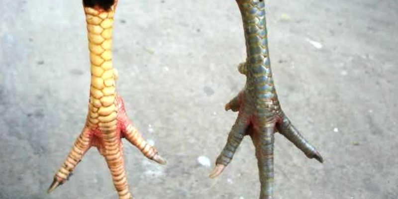 Vì Sao Gà Có Vảy Án Thiên Được Săn Lùng Nhiều Đến Vậy